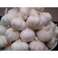 Fresh garlic 2020 wholesale